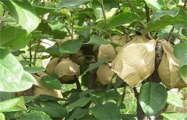 套袋早不等于果子红的早，苹果套袋的正确时间和方法