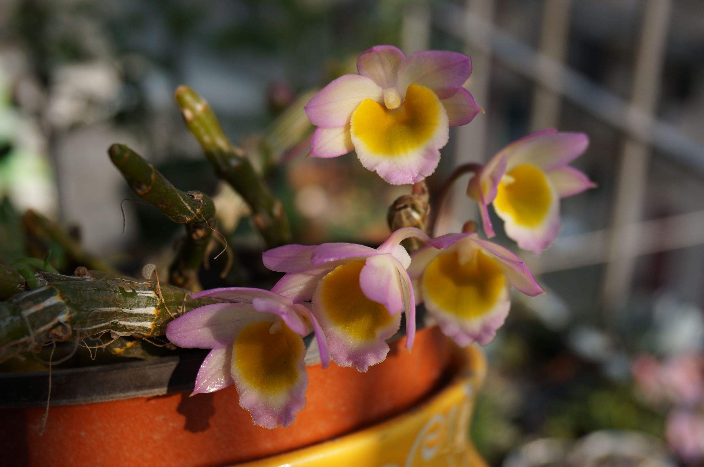 翅萼石斛开花后还会开花吗,石斛开花之后第二年能开花吗