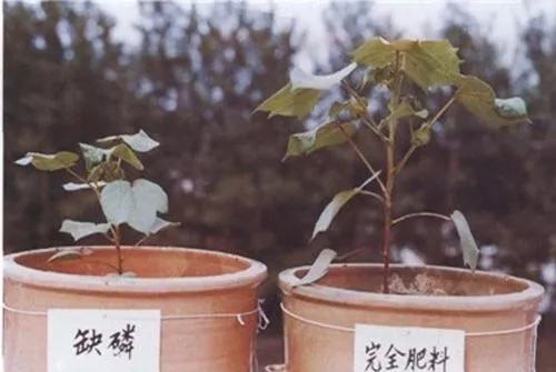 作物缺素原因及症状对照表收藏版,作物营养缺素诊断与科学施肥