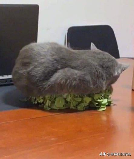 自从养了猫自己都舍不得吃了,一旦养了猫就不能养植物