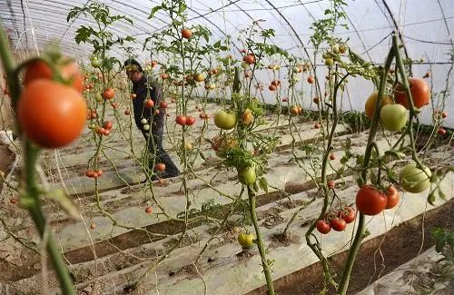 植保防治技术有哪些,苗子易徒长应该怎么控旺