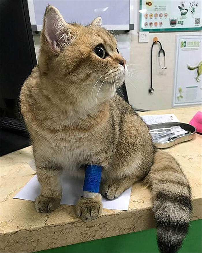 猫咪肺水肿是因为心脏病么,猫咪肺水肿会导致胸水吗