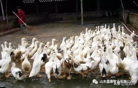 鸭流泪眼睛肿是怎么回事,鸭子眼睛红肿流泪是什么病