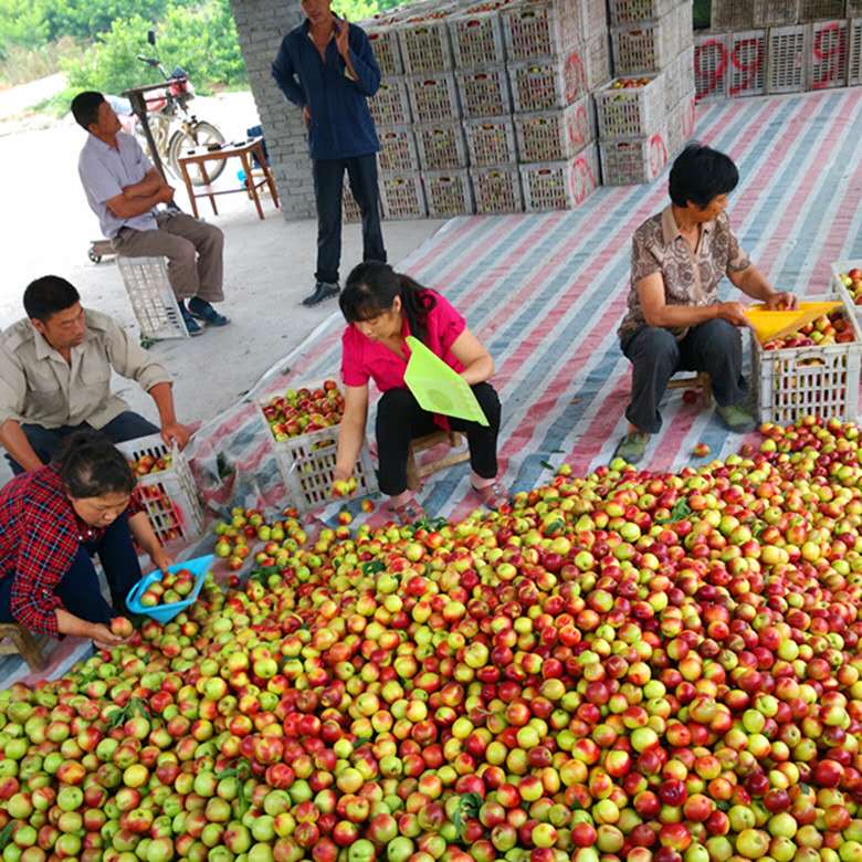 油桃大量上市，一斤多少钱？农民大爷咋说？