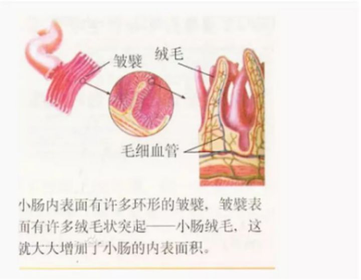 如何分辨肠道是否健康,肠道疾病怎样识别