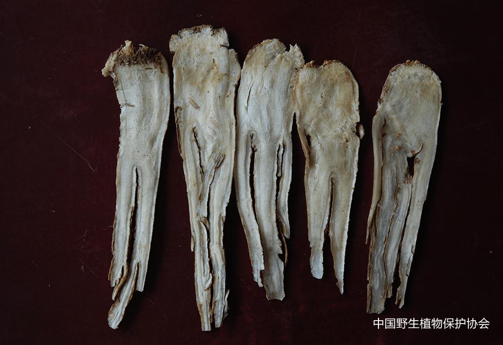 林草科普视频,林草科普宣传视频