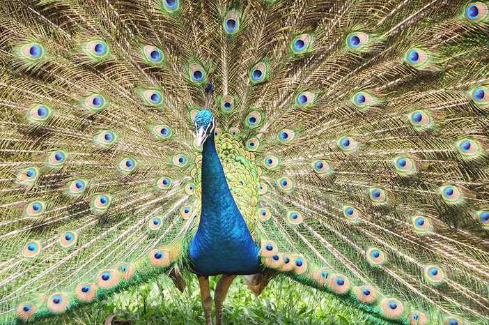 长隆飞鸟乐园湿地精灵,长隆飞鸟公园一日游攻略