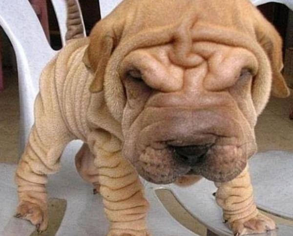 45种常见狗狗认几种主人,45种常见狗狗拉布拉多图片