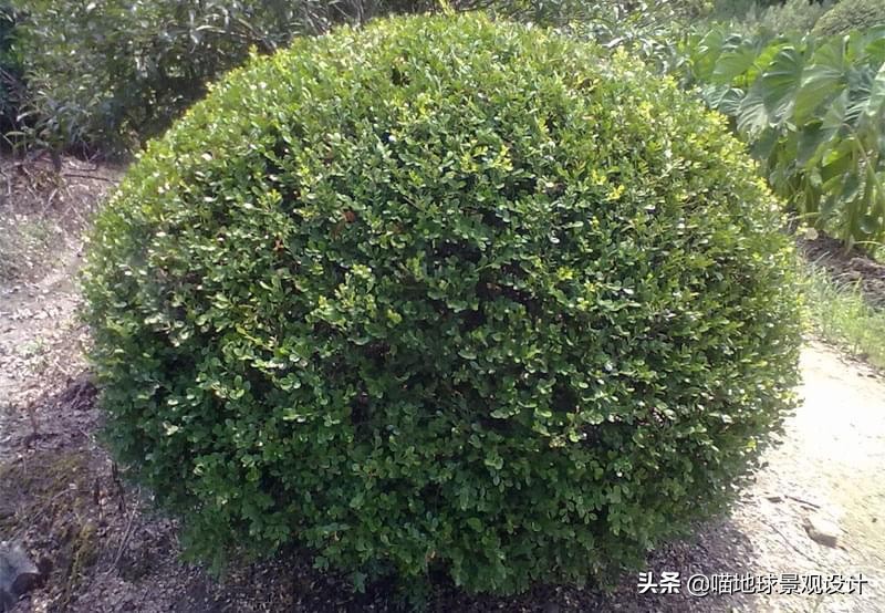 常见的灌木植物100种图片大全,灌木植物种类及图片