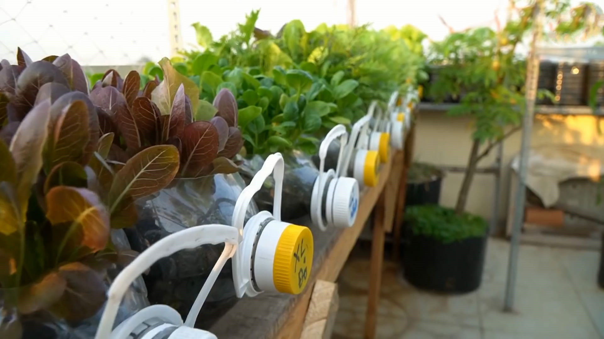 用完的油桶不要扔,废油桶种菜制作几种方法