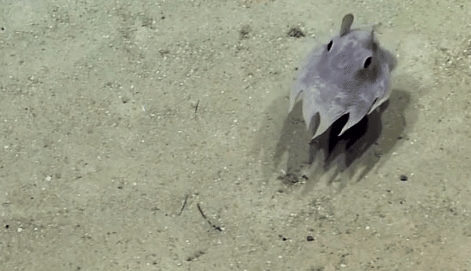 透明变异章鱼 (章鱼体内白色球状物是什么)