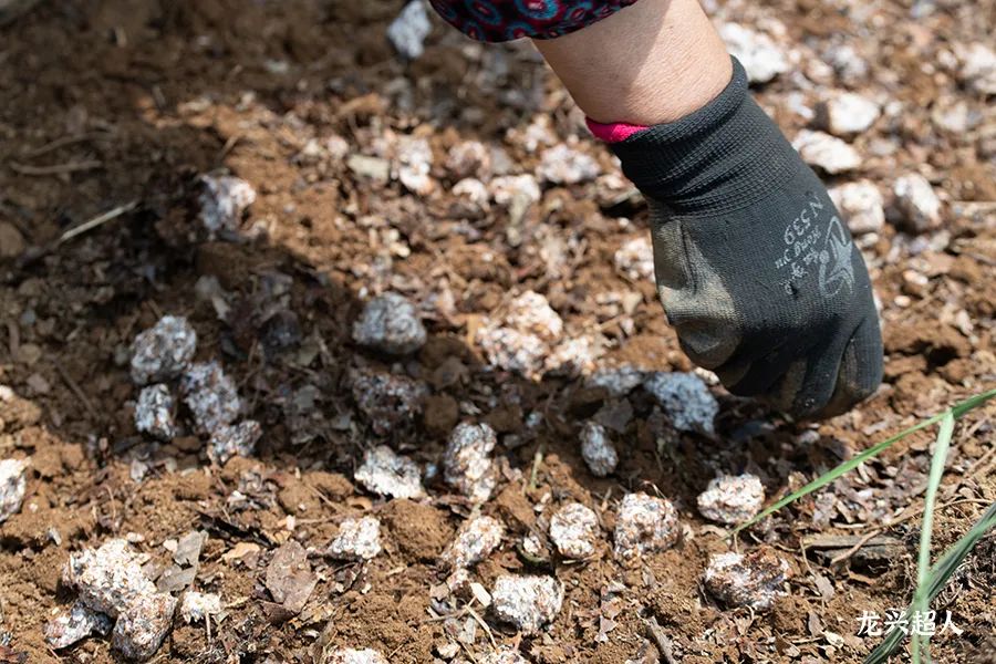安徽道地药材天麻,天麻的道地药材