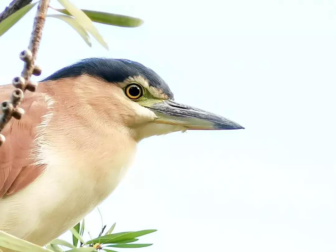 华为p30的镜头模组叫什么,华为p30镜头是蓝宝石的吗