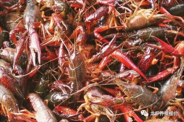 投资养殖小龙虾100亩成本多少钱,小龙虾成本与利润