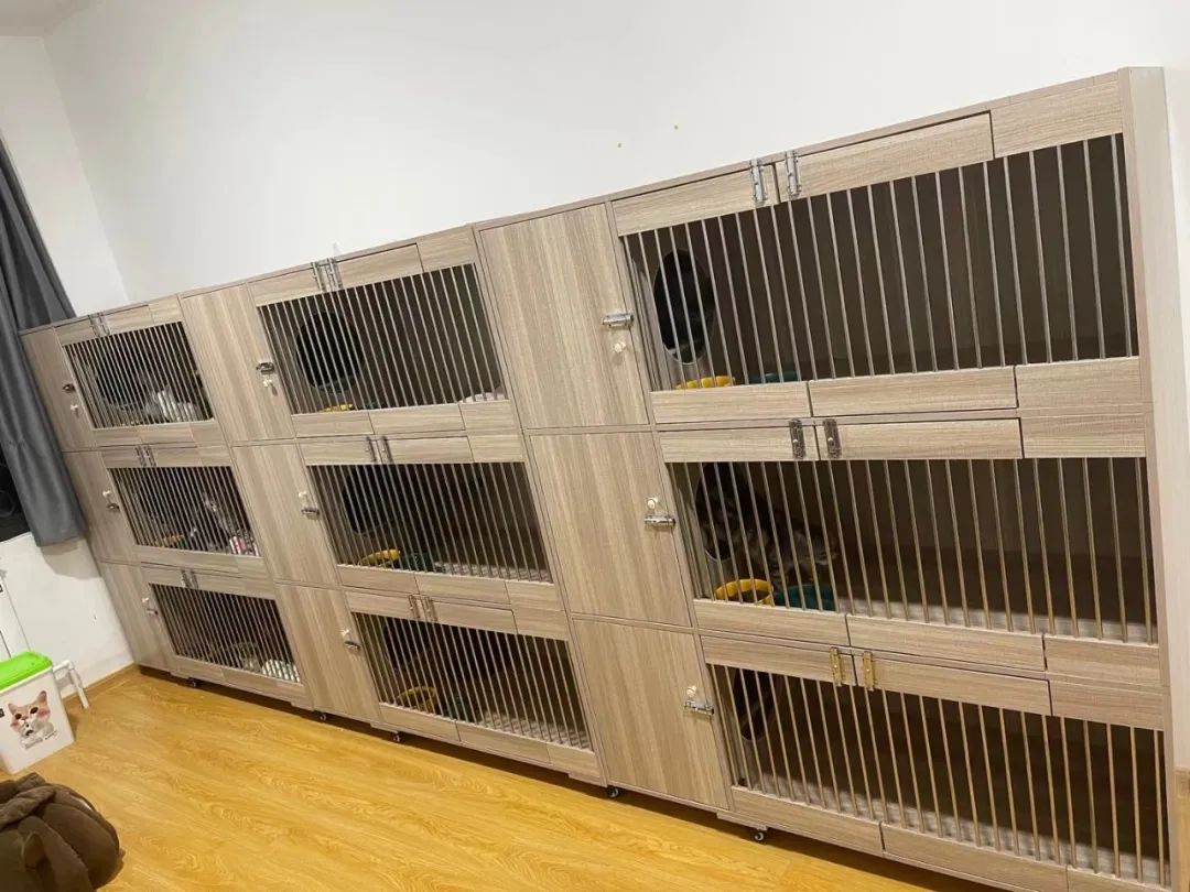 在西安卖猫赚钱,西安哪里卖猫卖得快