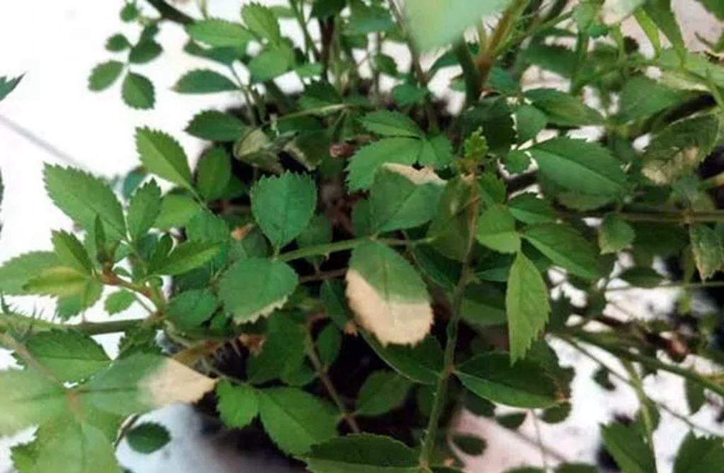 月季肥伤的补救方法,月季肥害后多久才能施肥