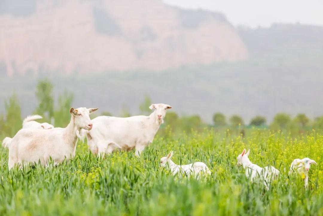 羊奶粉好不好只有宝宝喝了才知道,羊奶粉好不好喝视频