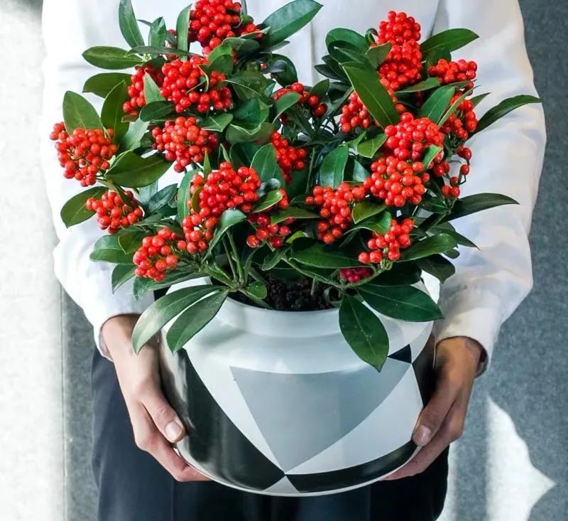 家里可以养红玉珠吗,家里养郁金香花好吗