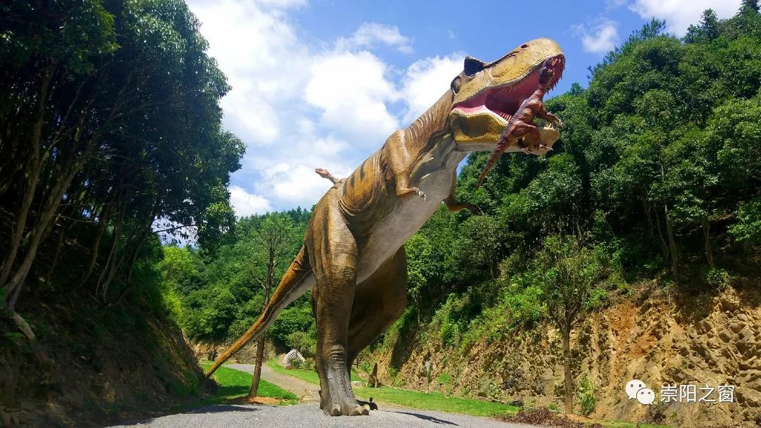 崇阳柃蜜小镇电音节,崇阳县柃蜜小镇最新新闻