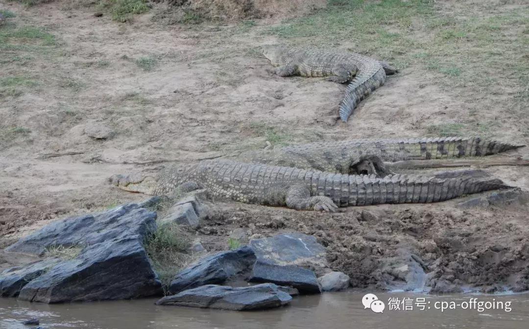 这个野奢的国度,欧美、日韩人都爱去,为何我们国家没人去?