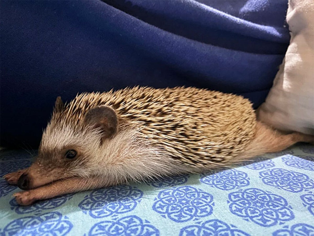 野生刺猬和宠物刺猬的图片,宠物刺猬的真实图片