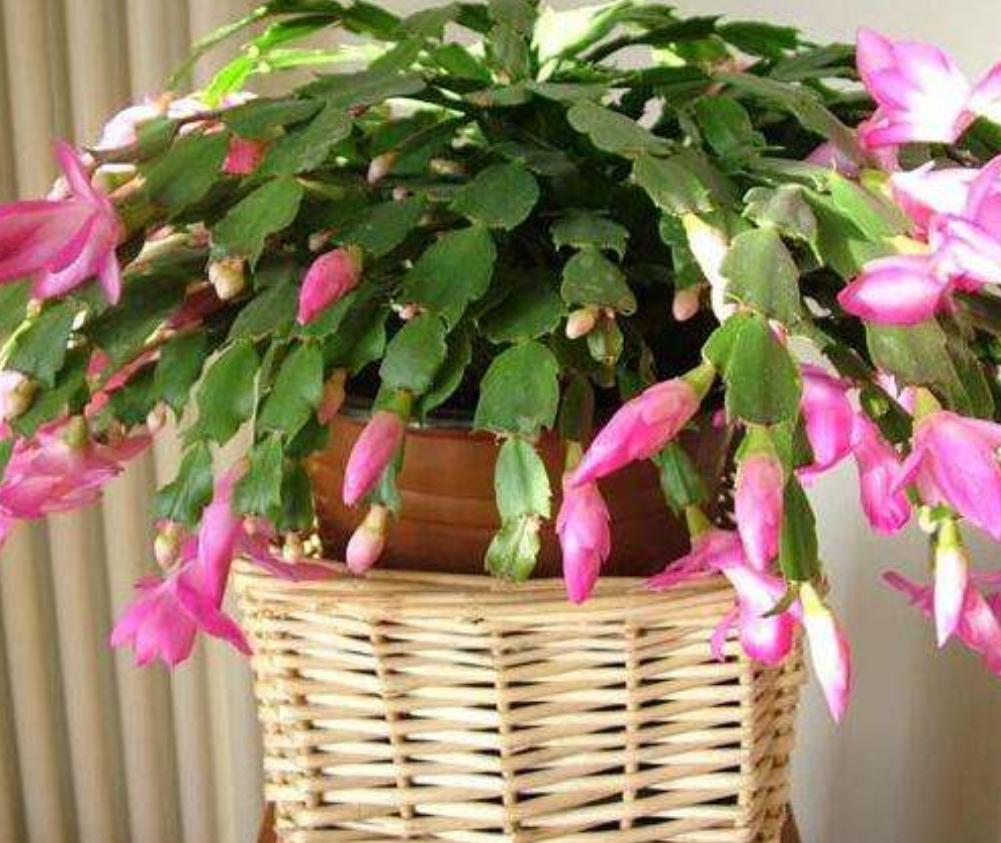 蟹爪兰最上面的叶片发软什么原因,蟹爪兰花期叶片发软怎么办