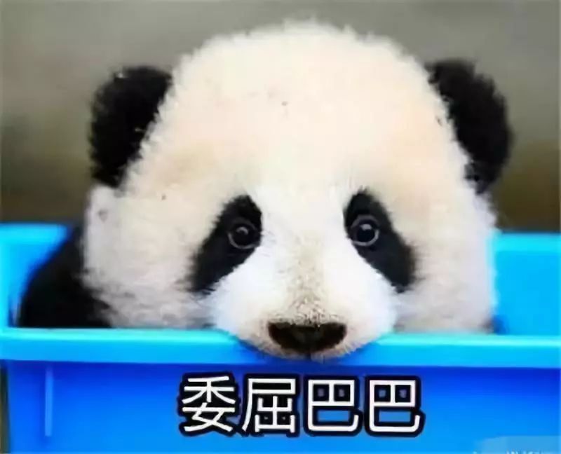 马来西亚为啥退换大熊猫,马来西亚退还中国大熊猫是真的吗