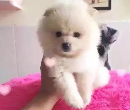 备孕家里的毛孩子怎么办,毛孩子发情期注意事项