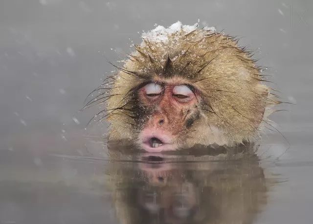 没有孵过混堂的上海冬天，是不完整的！