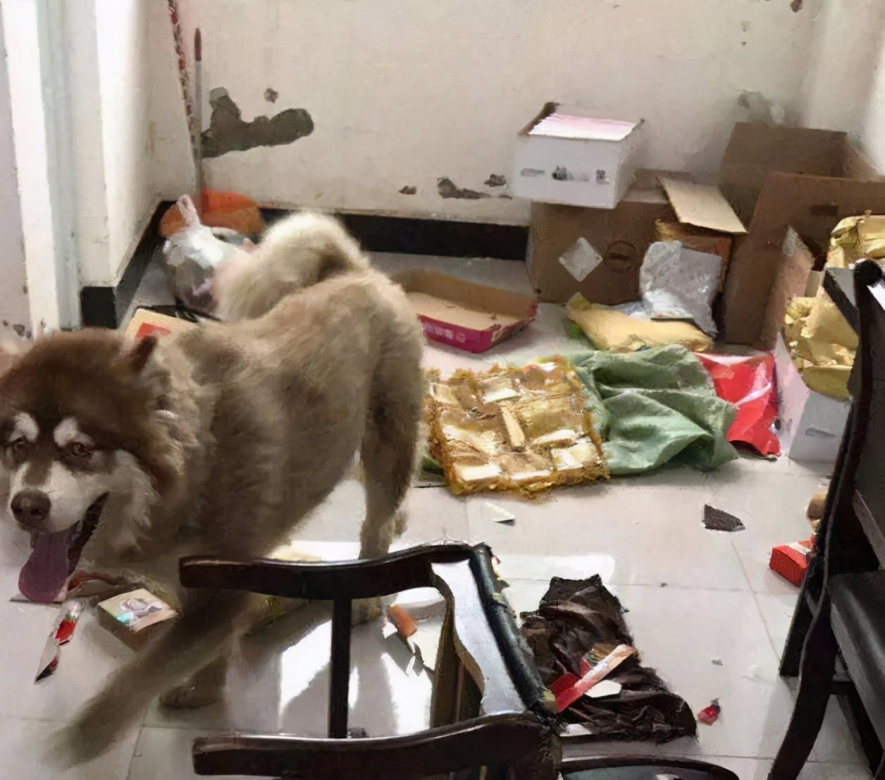 养的四种狗狗打死也别养,千万不要养的狗狗有哪些