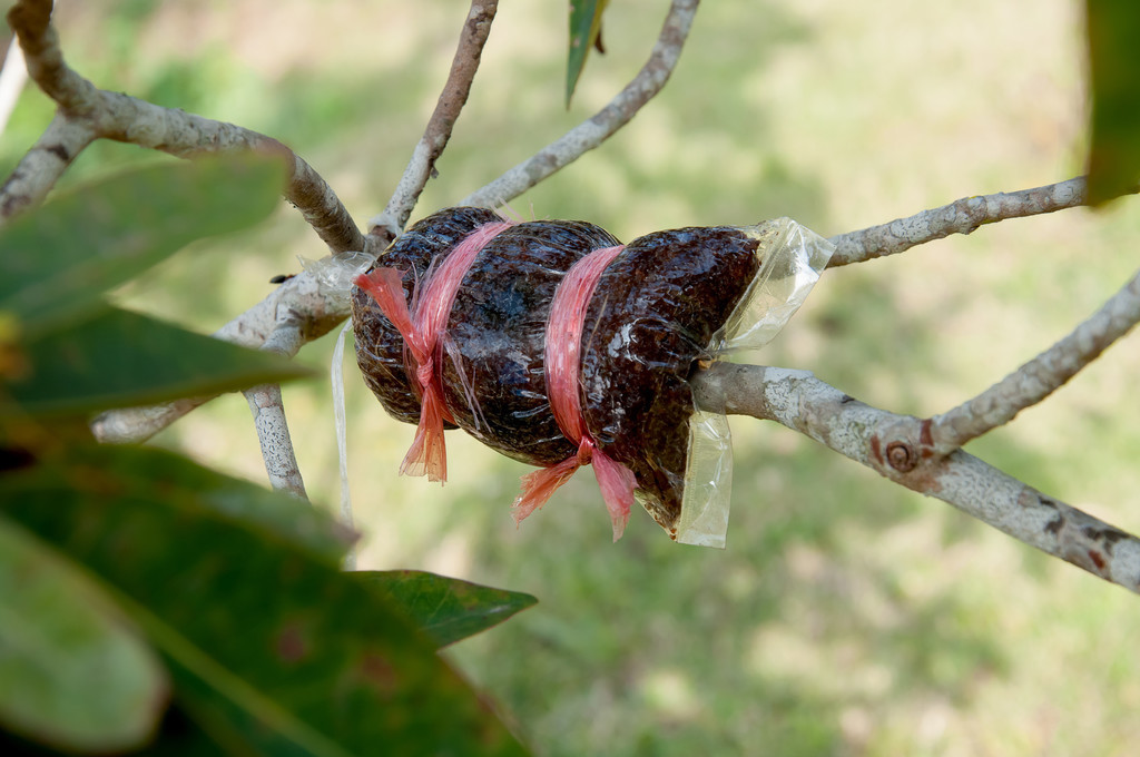 一棵果树繁殖视频,一棵果树嫁接出多种水果