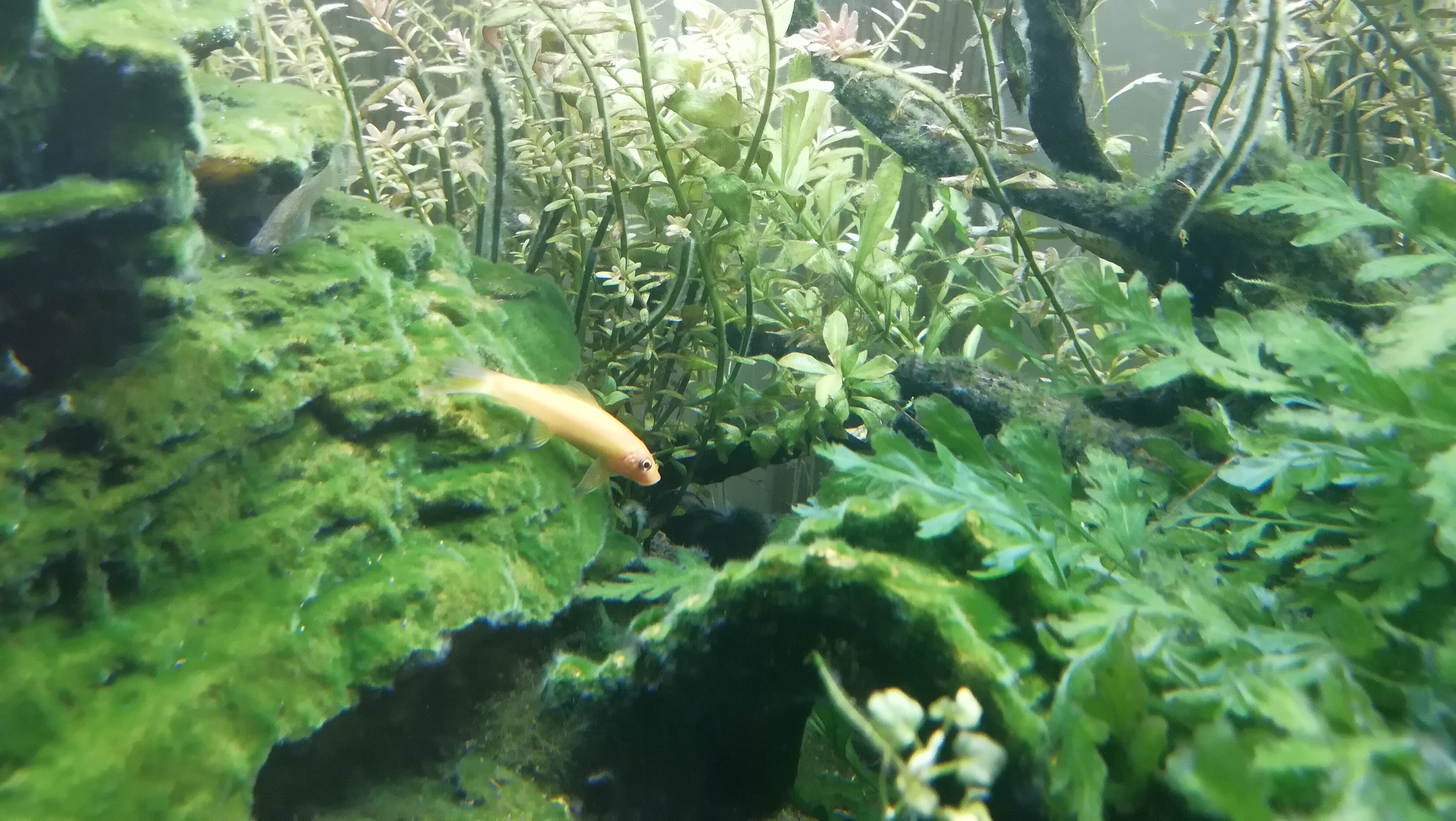 水族缸的乐趣,水草缸动物的日常生活