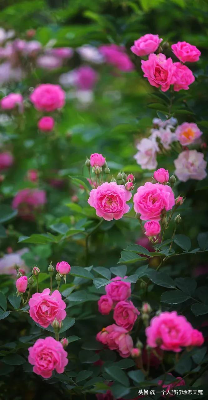 原来它才是江苏最安逸城市，累了就去小住几天