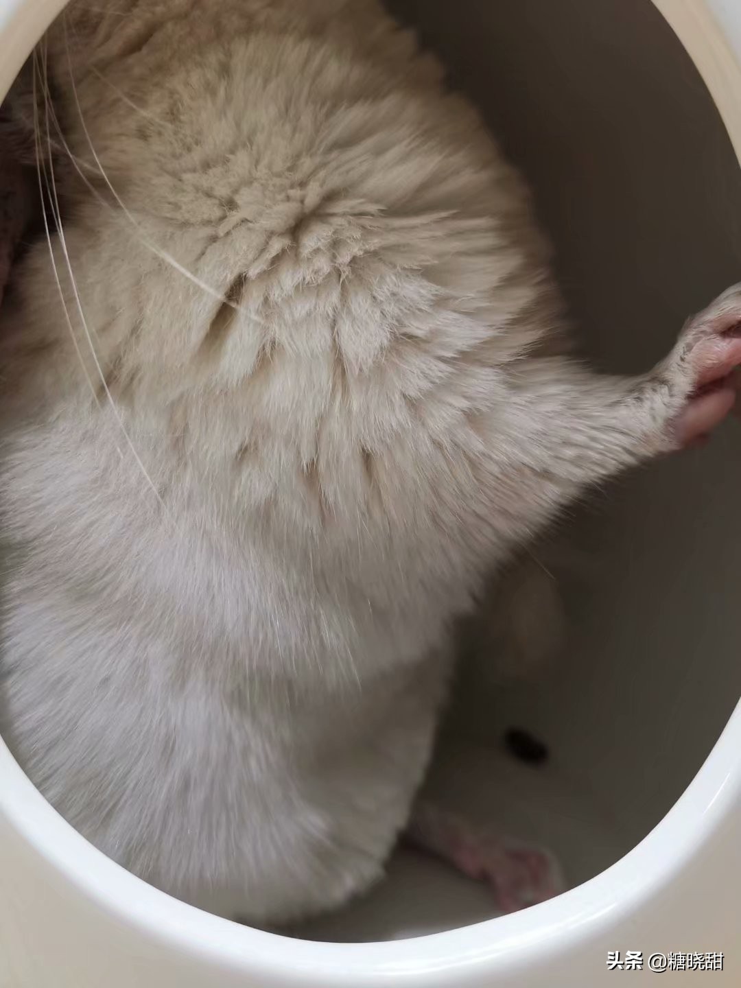 龙猫土拨鼠蜜袋鼯,龙猫真是太可爱了心都要被萌化了