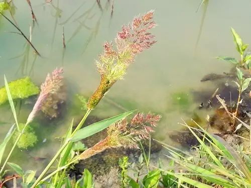 那些常见却叫不上名字的野花野草,常见的野花野草却是农家之宝