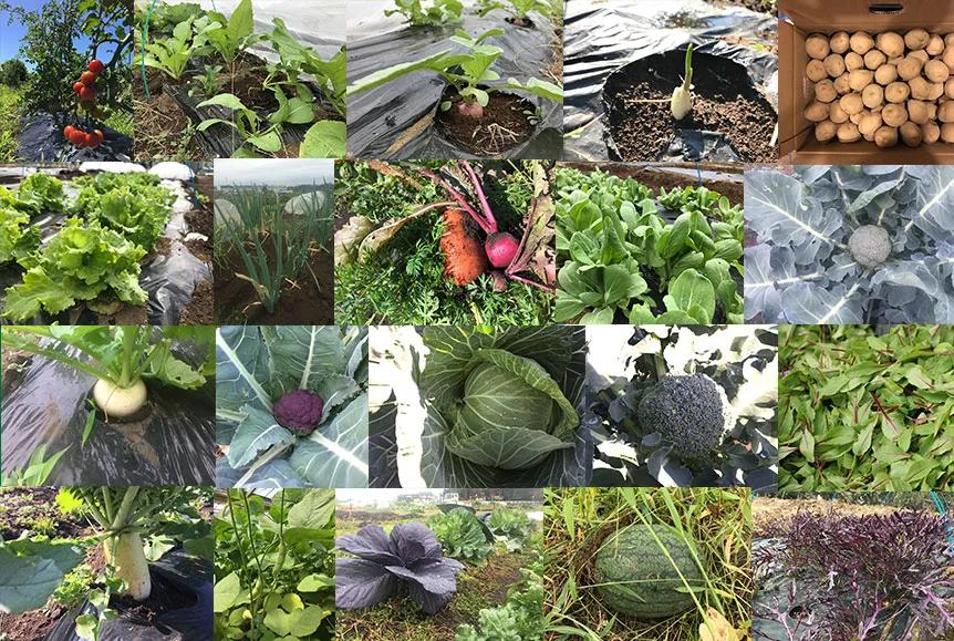 农庄餐饮怎么经营赚钱,怎么经营农家乐卖菜生意