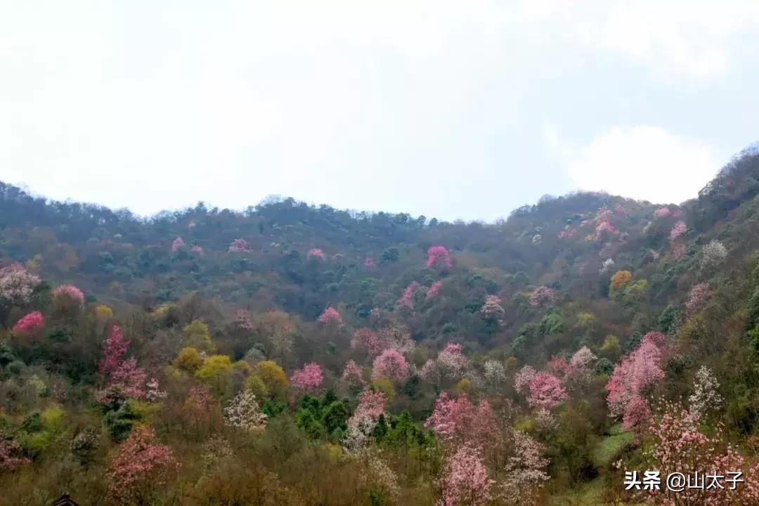 花博士五福系列,花博士花艺生活