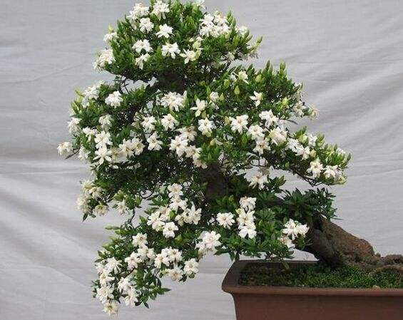 栀子花怎么养才能长得好看,栀子花怎么养好养活