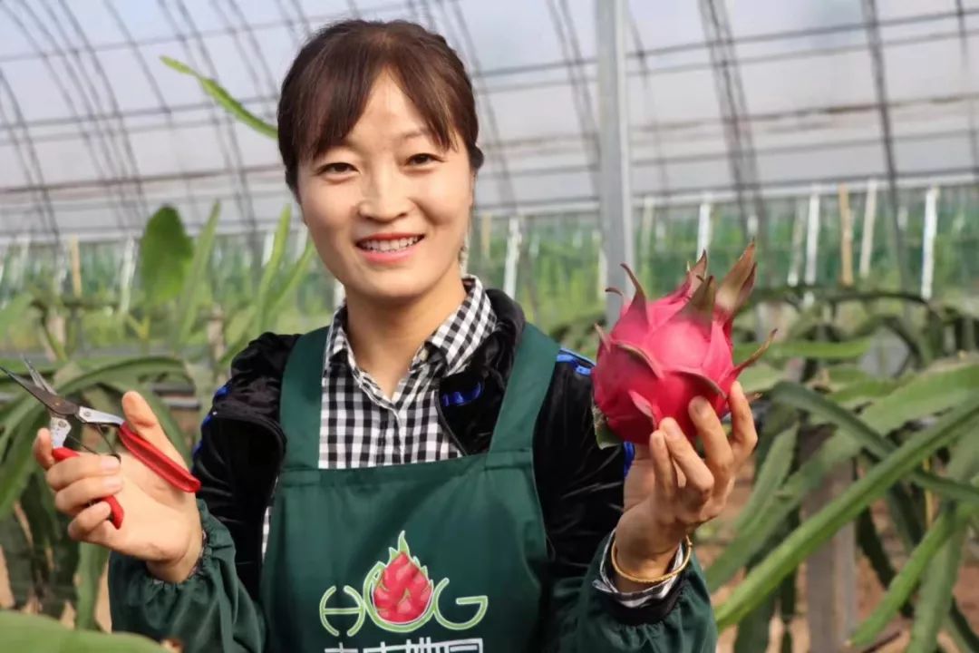 她敢做吃螃蟹第一人，在北方种植火龙果，年收入过百万
