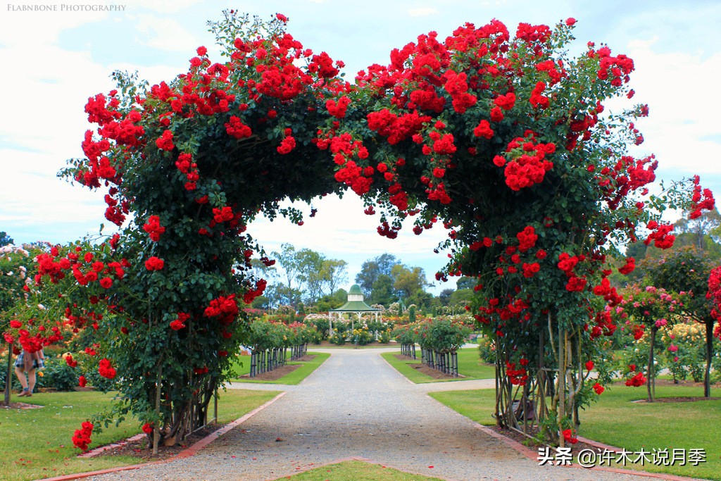 月季为什么黄叶带斑,月季浇水过多黄叶如何挽救