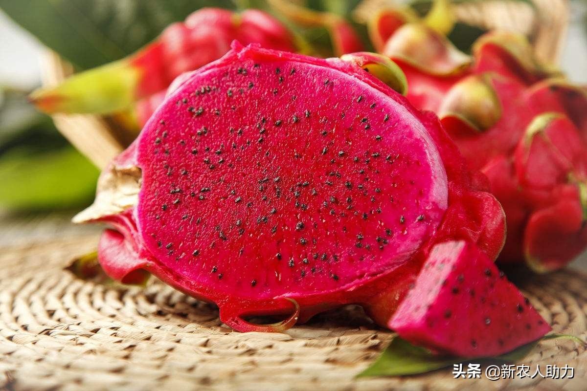 火龙果施肥和管理,火龙果种植管理技术和施肥