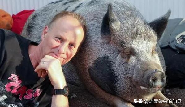 茶杯猪有多幸福,茶杯猪是什么样的猪