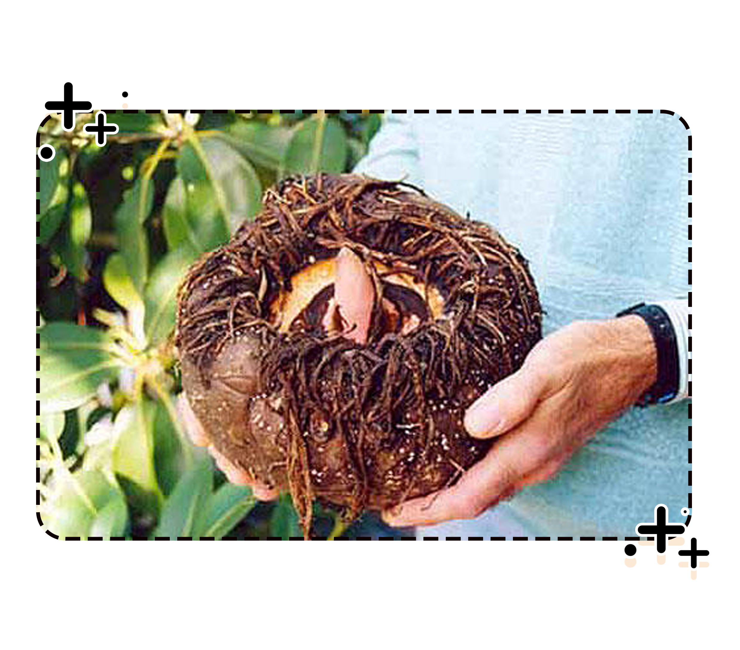 名字和外貌劝退不少人的魔芋，却是古人最爱的人造肉（菲李漫画）