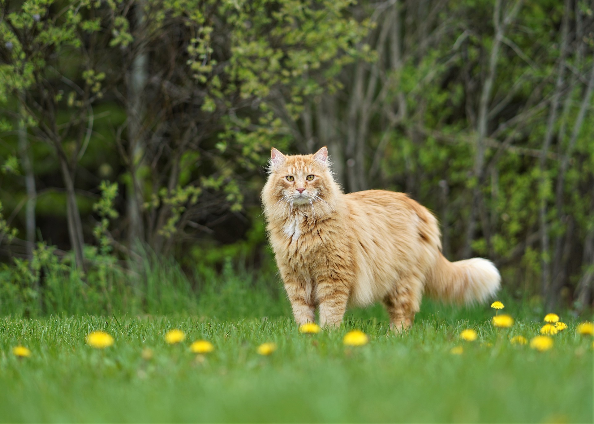 春天到了猫咪总想往外跑怎么办,春天猫闹怎么办