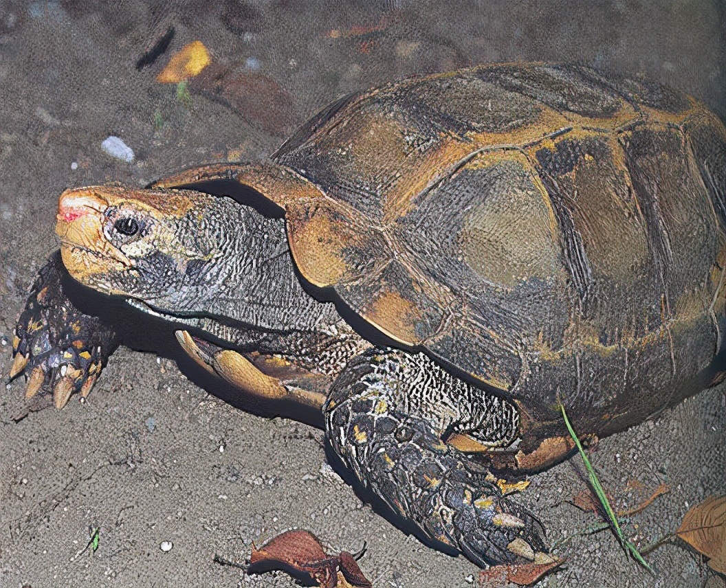 龟类纪录片,龟类图片