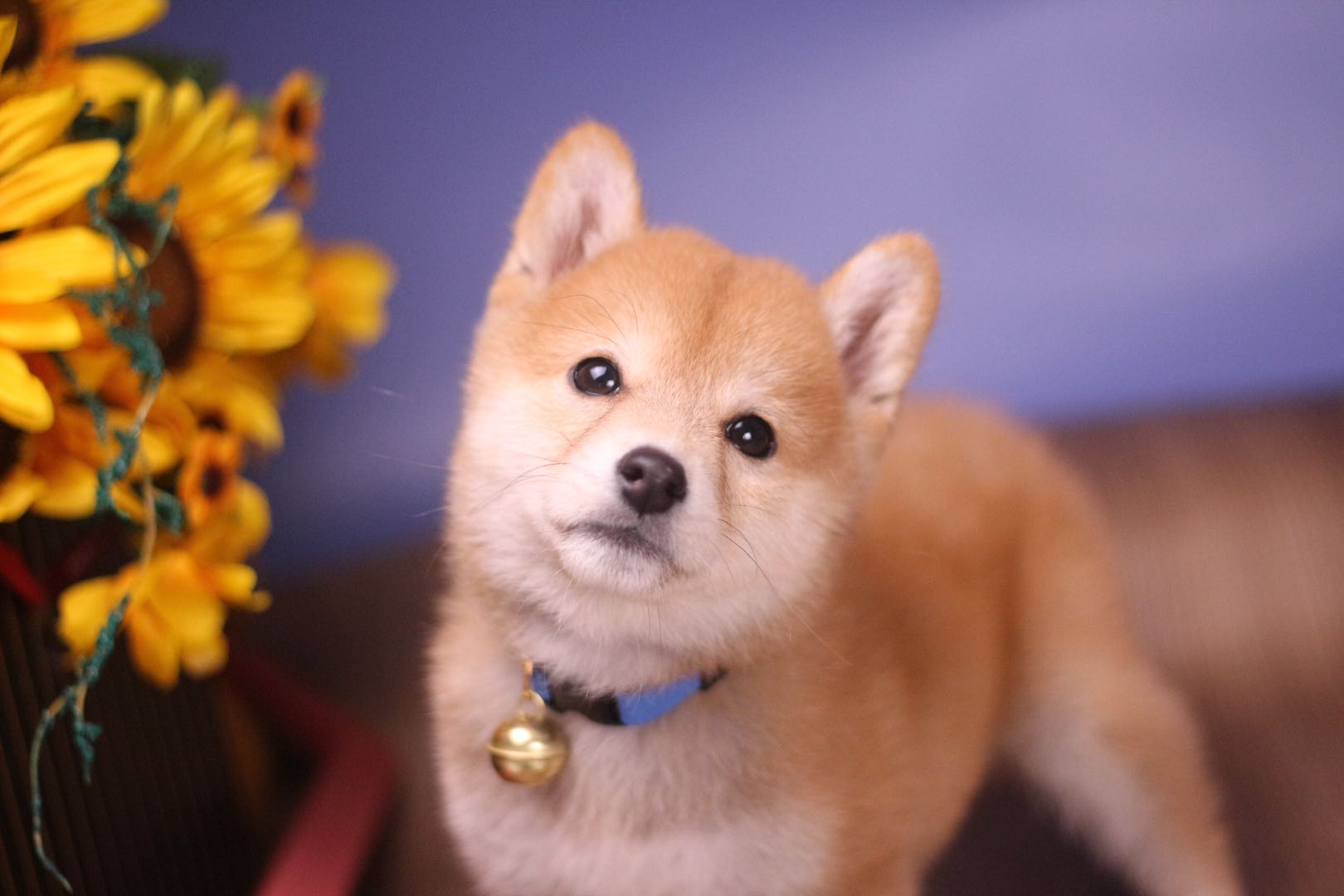 上海哪里可以买到正宗的柴犬,1000块能买到柴犬吗