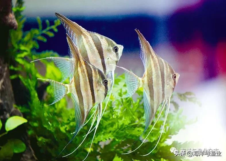 江门海豚公司总经理林震能:不断成长终成行业知名老板