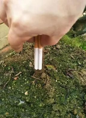 淘宝网店的宿迁神苗,宿迁神苗什么意思