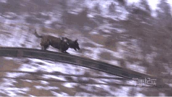 长得最像狼的狗,最帅狗