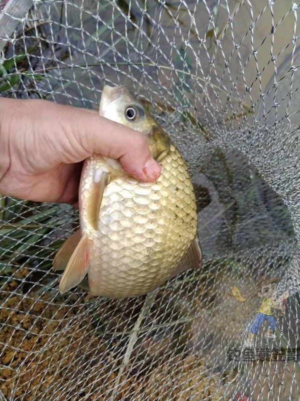 冬天钓鱼用什么小香精好,冬天钓鱼添加剂怎么加